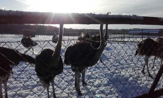  Grafika #12: WYCIECZKA DO KOŚCIERZYNY I GARCZYNA